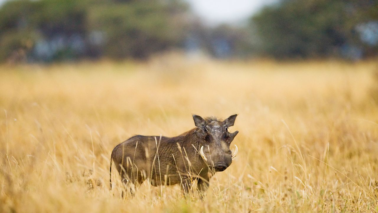 Das Warzenschwein - wehrhaft und schnell