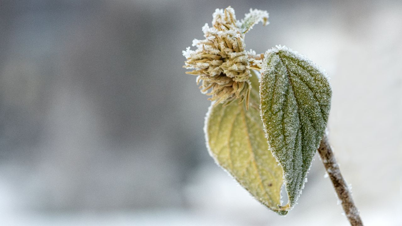 Das Beste kommt noch - Pflanzen im Winter