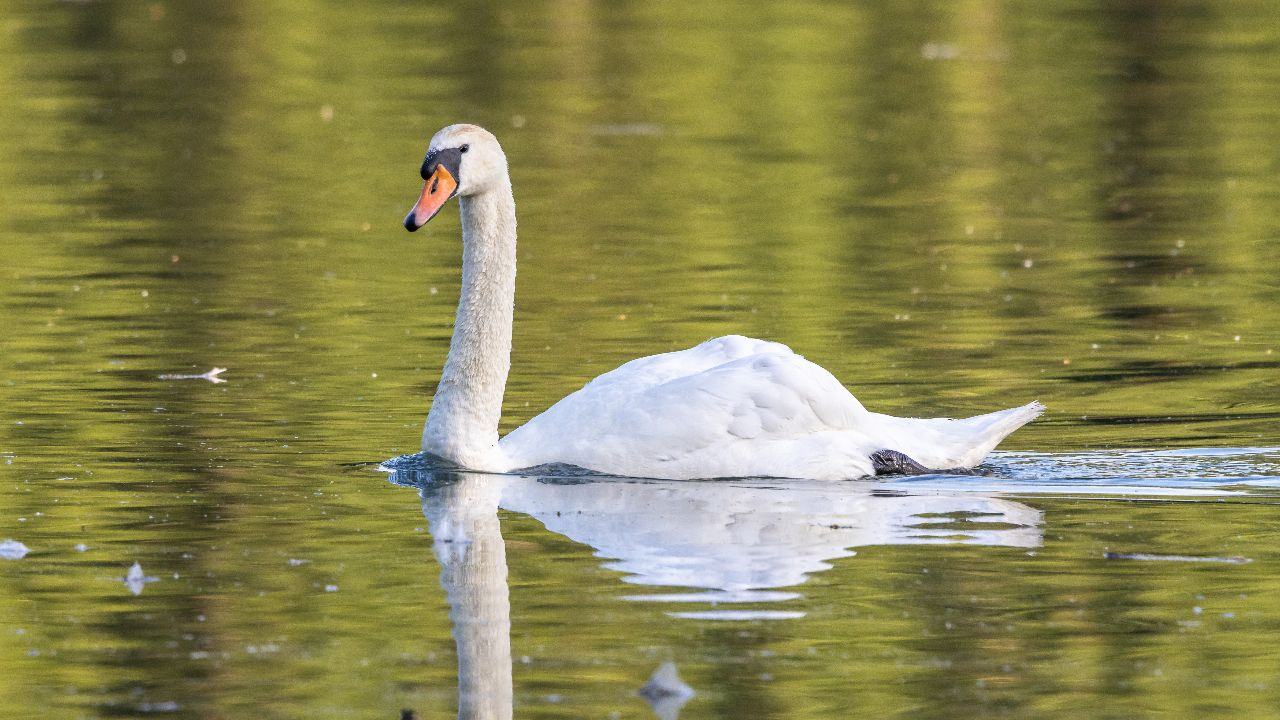 Majestätischer Anblick - Der Schwan