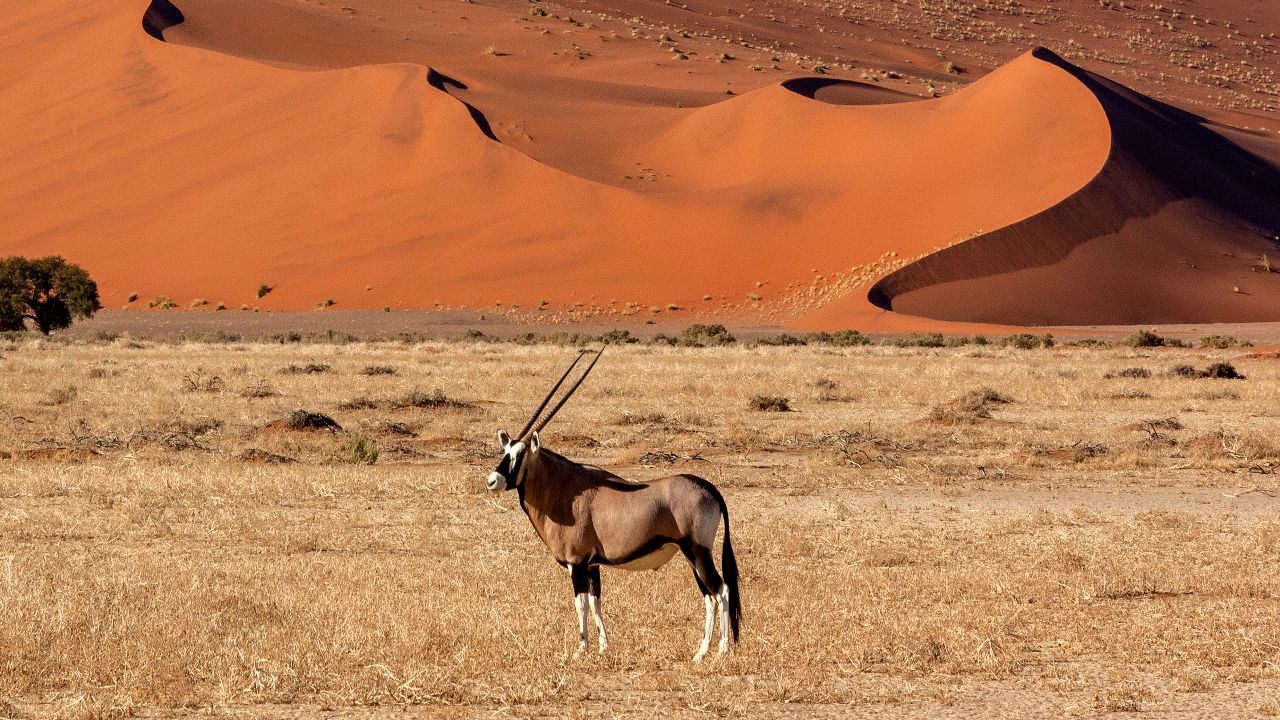 Der Oryx - Wasserfabrik auf vier Hufen