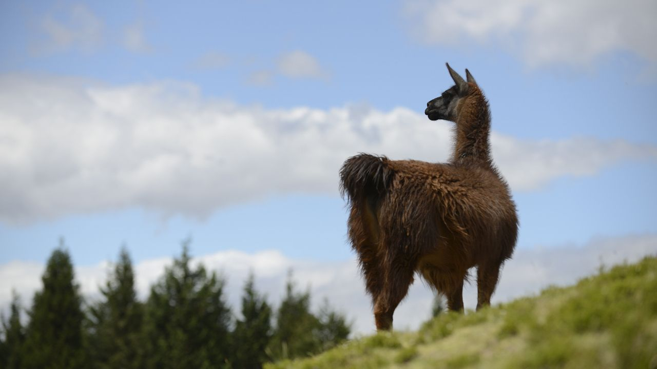 Ein Lama zum Glück?