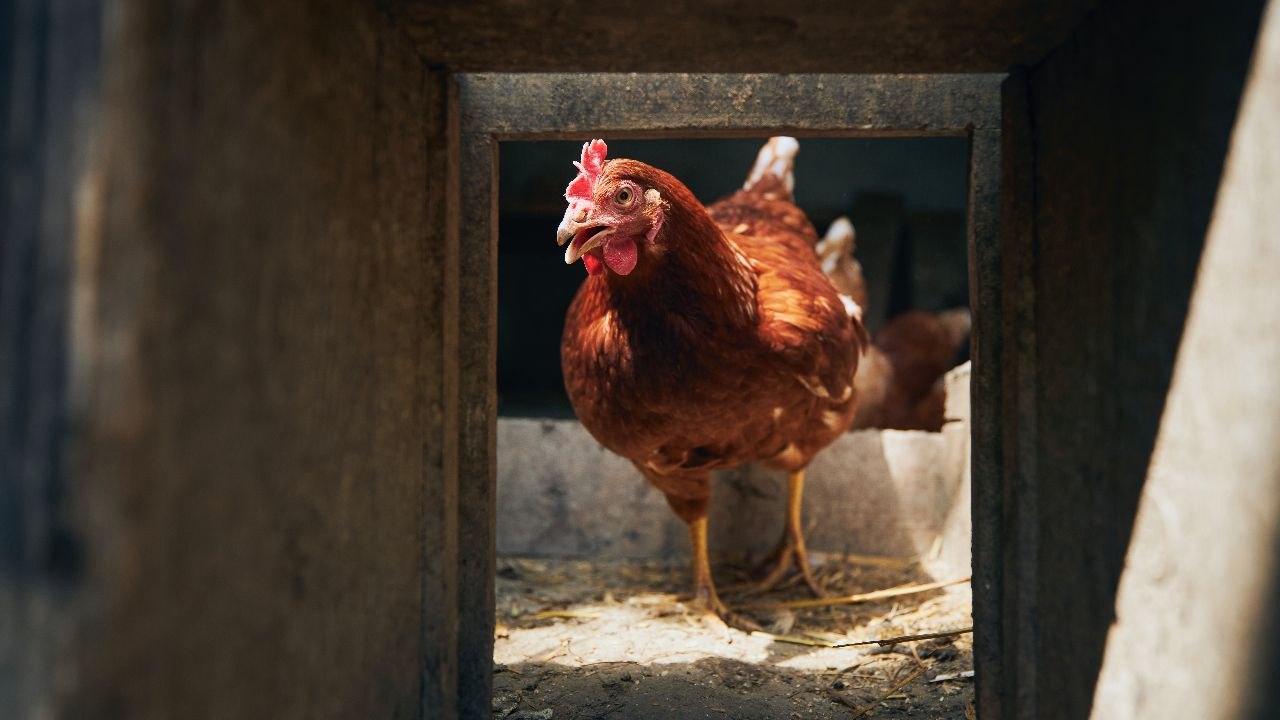 Das Huhn hat viel zu tun