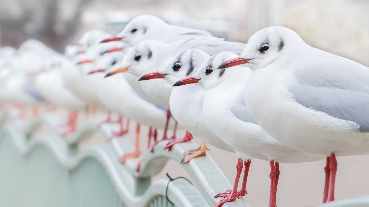 Lachmöwen – Urlaubsboten in der Stadt