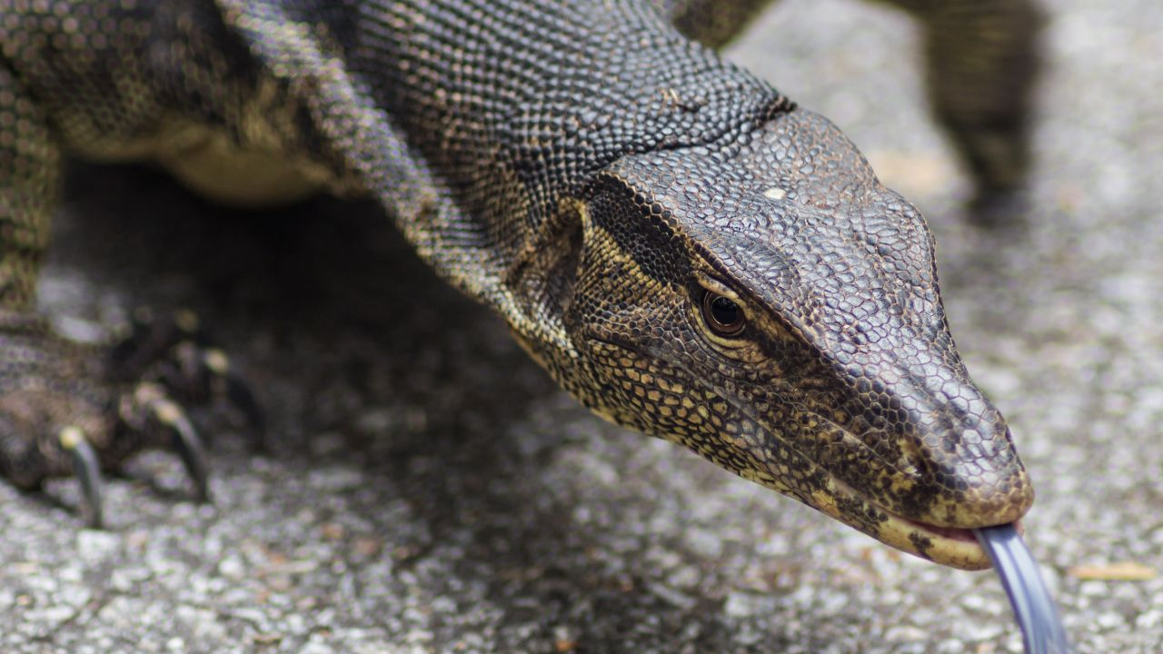 Der Komodowaran - Die größte Echse der Welt