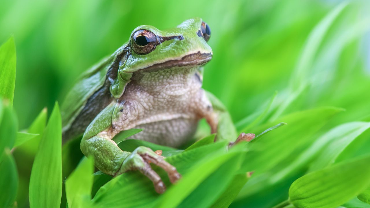 Frosch oder Kröte - Wer ist wer?