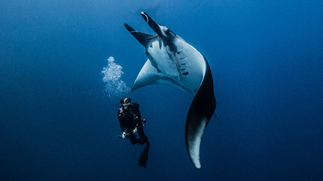 Fliegen unter Wasser - Der Riesenmanta