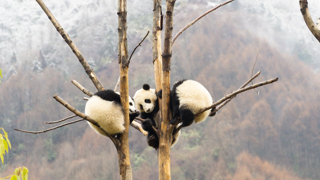 Der Panda - Chinesisches Eigentum