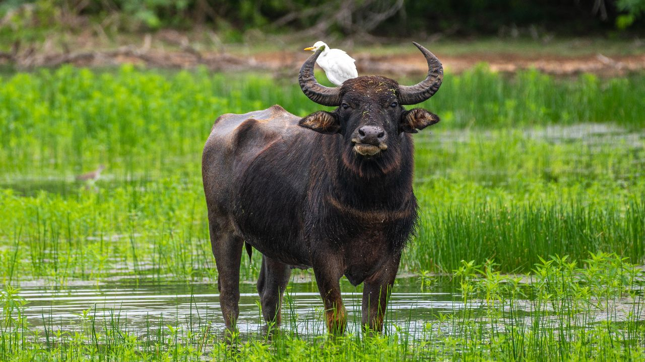 Wasserbüffel - In der Ruhe liegt die Kraft