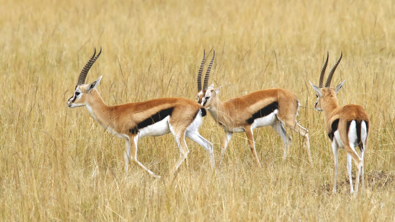 Thomson Gazelle - Lauf um dein Leben