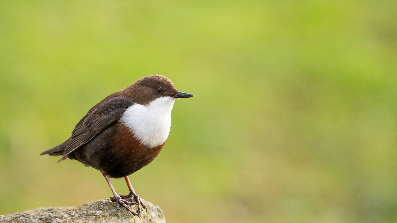 Die Wasseramsel – Ein wendiger Alleskönner