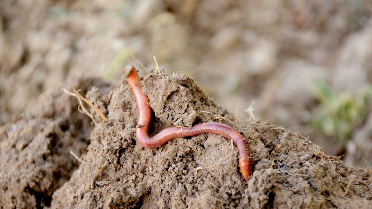 Regenwurm – Im Dunkeln zu Hause