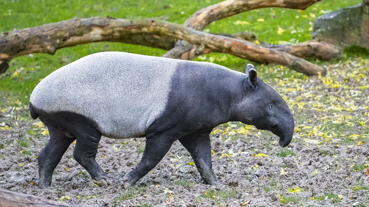 Der Tapir – Relikt aus alten Zeiten