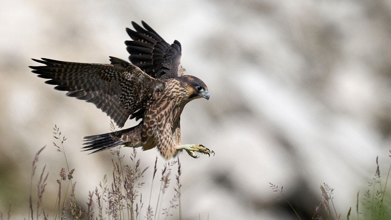 Der Wanderfalke – Schnellster Vogel der Welt