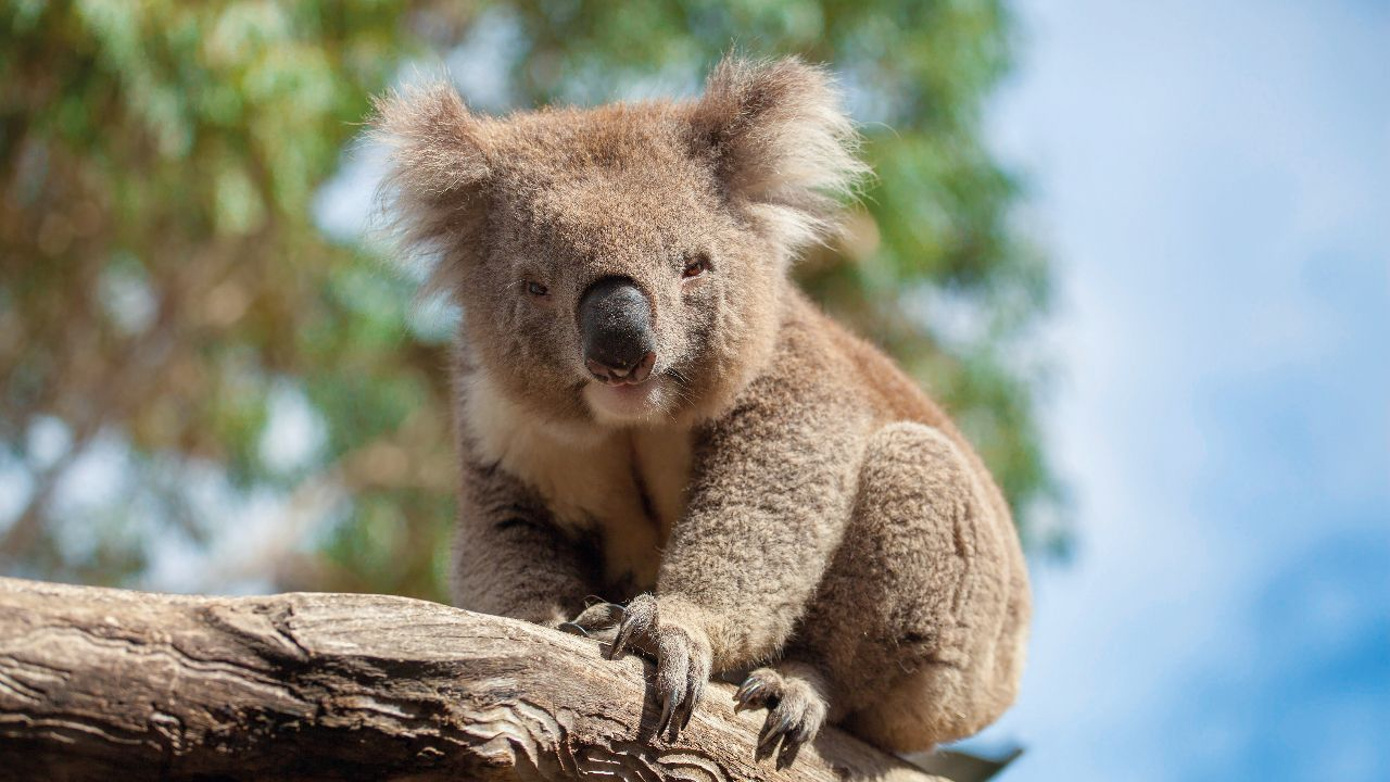 Der Koala – Wählerischer Esser