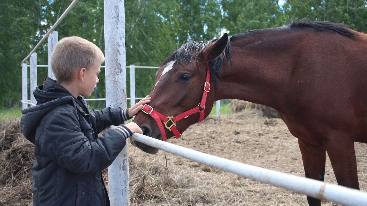 Das Pferd – Als Freund