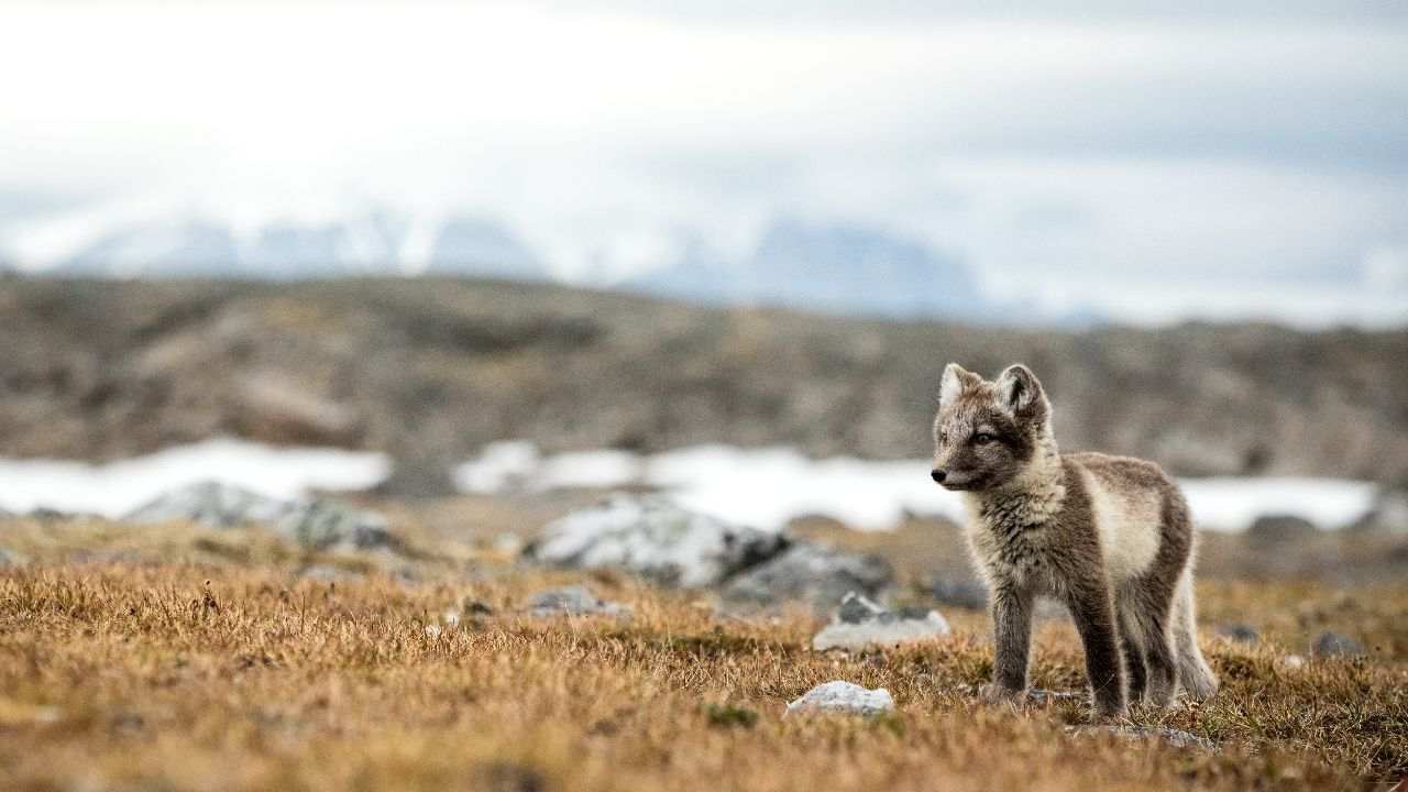 Polarfuchs – Der weiße Dieb