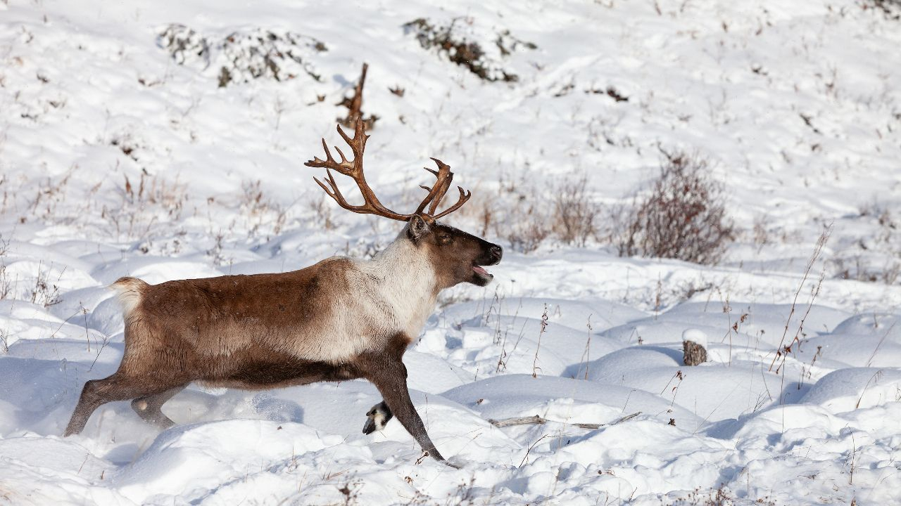 Rentier – Verfolgt durch die Tundra