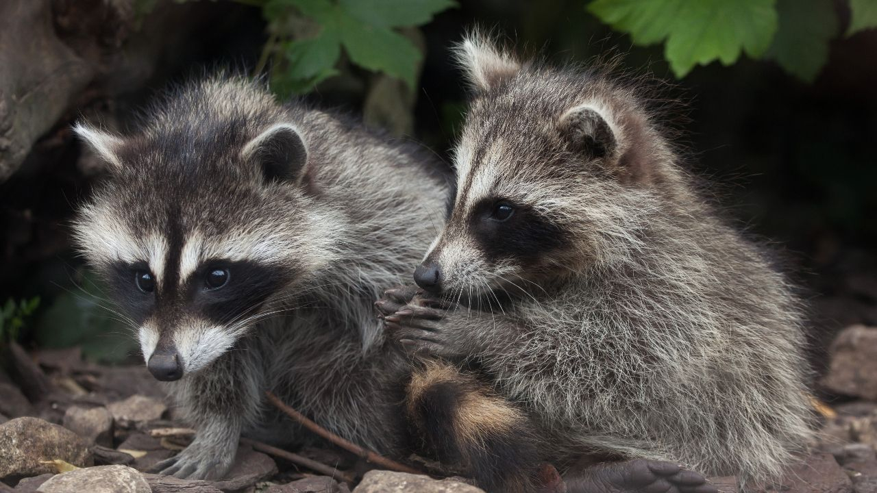 Der Waschbär – Putziger Nachträuber