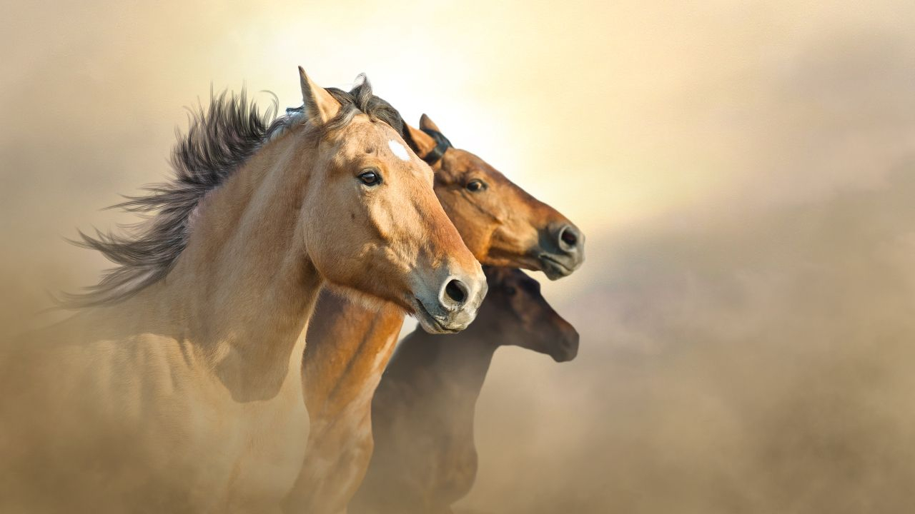 Mustangs – Elegante Gefahr der Prärie