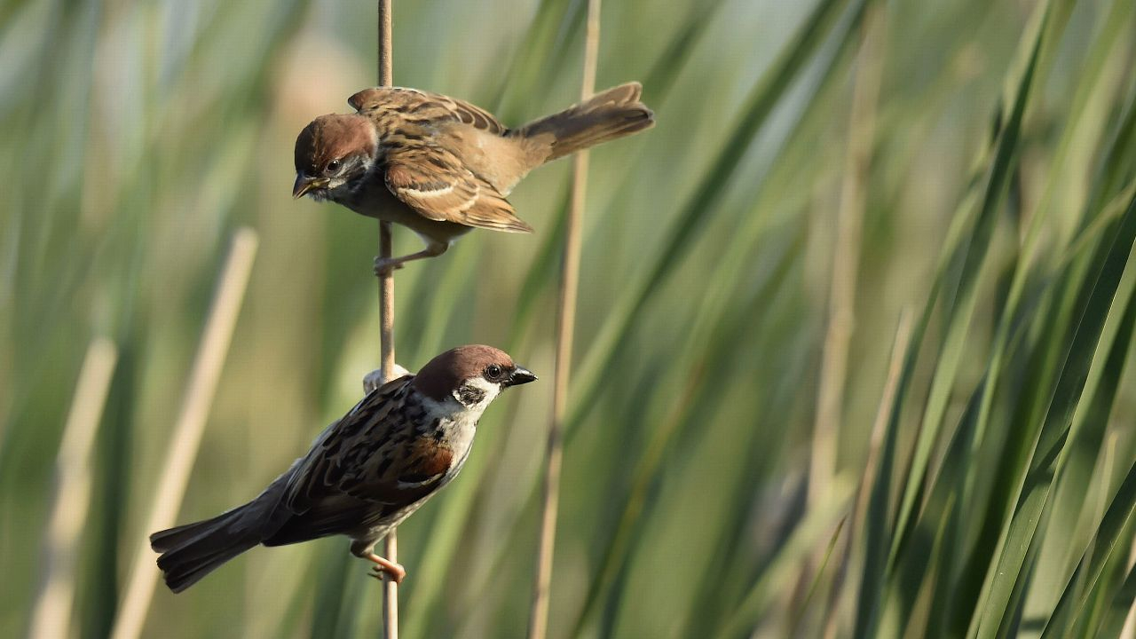 Der Spatz – Unterm Schutz Gottes