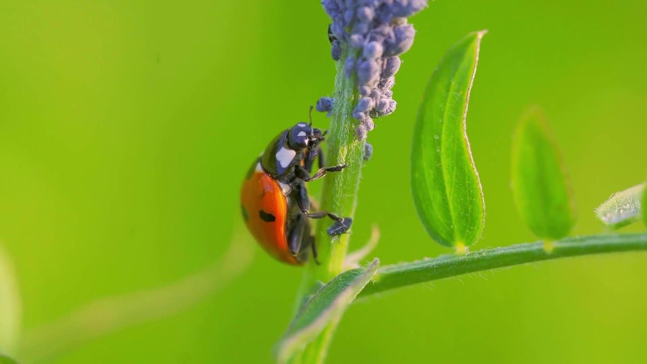 Der Marienkäfer - Natürlicher Schädlingsbekämpfer