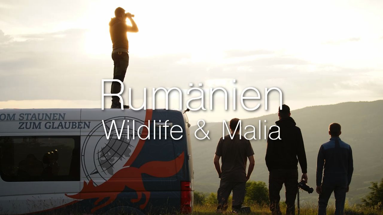 Rumänien 2023 – Teil 3 – Wildlife und Malia