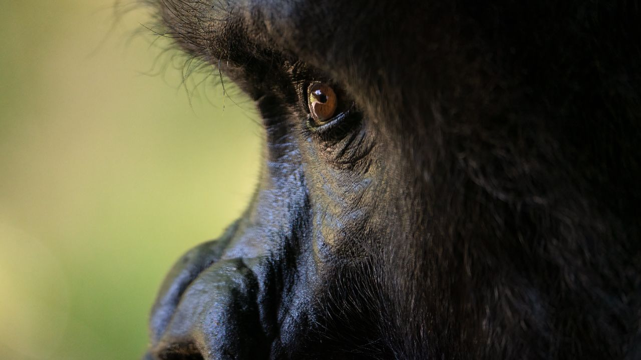 Der Gorilla - Väterlicher Chef