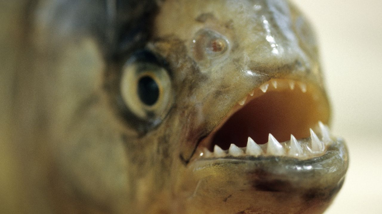 Piranhas - Tierischer Kannibale