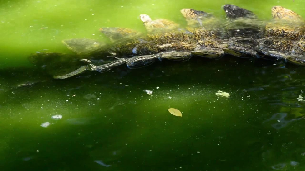 Leistenkrokodil - Gepanzerte Todesrolle