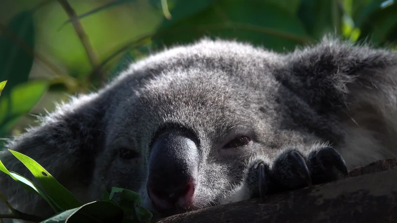 Der Koala - Schläfriger Feinschmecker