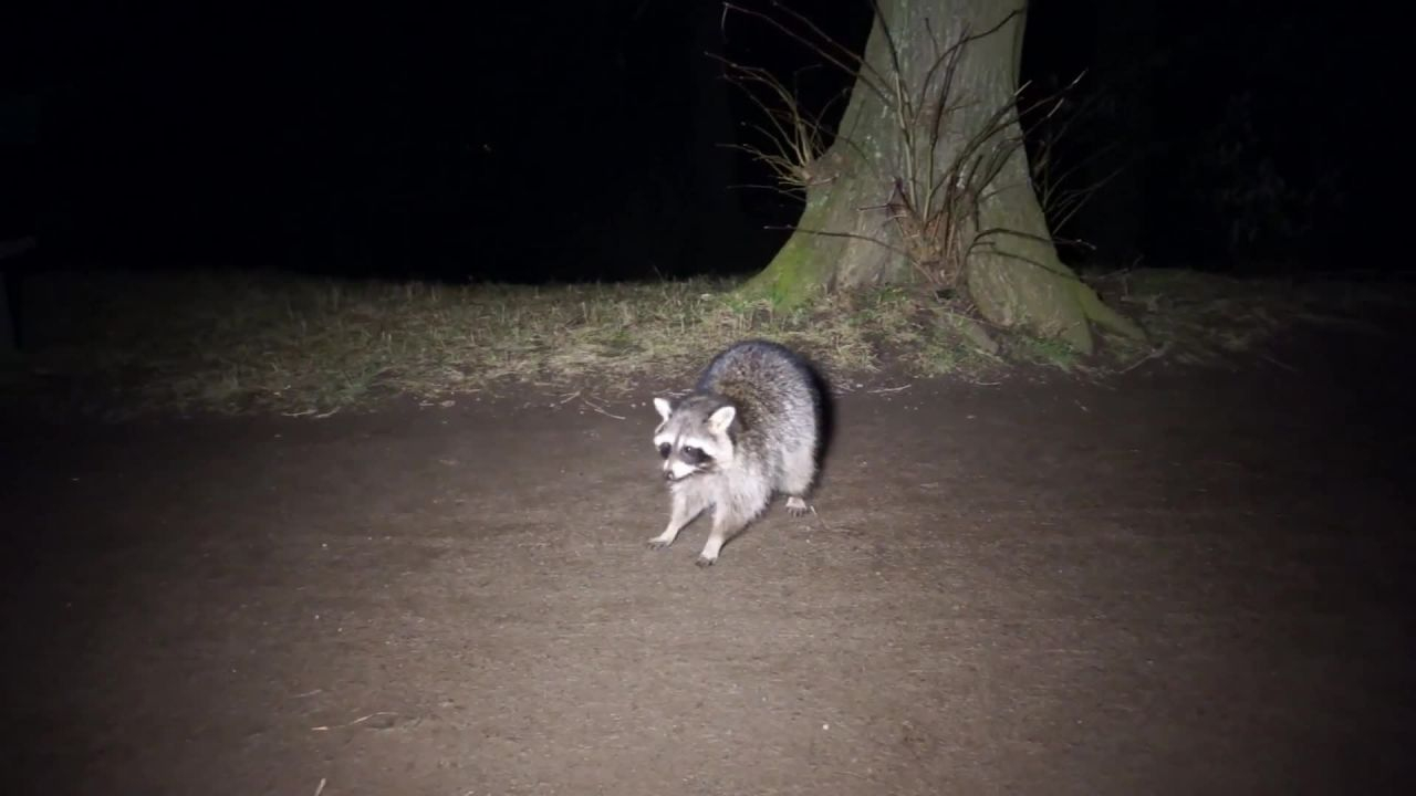 Der Waschbär - Putziger Nachträuber